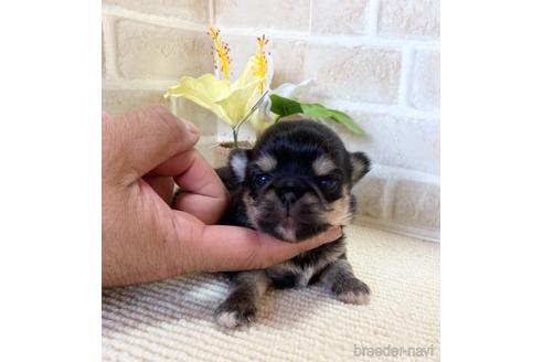 成約済の静岡県のチワワ(ロングコート)-153855の2枚目