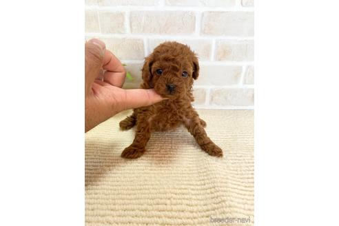 成約済の静岡県のタイニープードル-153807の2枚目