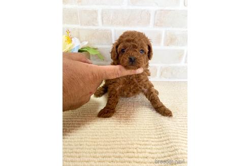 成約済の静岡県のタイニープードル-153807の3枚目