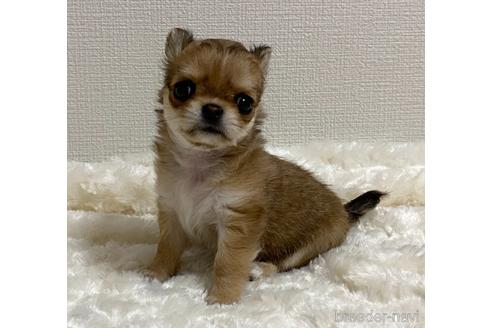 成約済の埼玉県のチワワ(ロングコート)-151057の2枚目