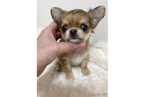 成約済の埼玉県のチワワ(ロングコート)-151057の1枚目
