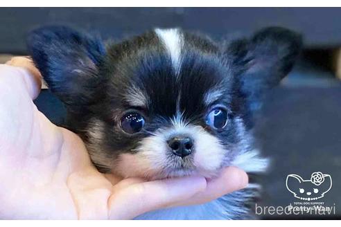 成約済の愛知県のチワワ(ロングコート)-154500の1枚目