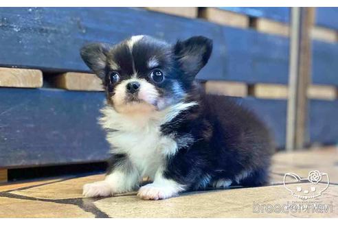 成約済の愛知県のチワワ(ロングコート)-154500の3枚目