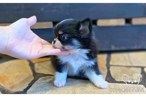 成約済の愛知県のチワワ(ロングコート)-154500の5枚目