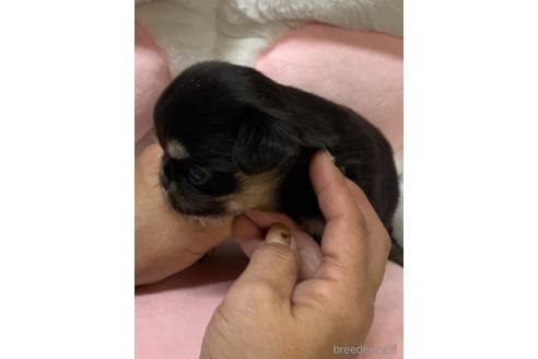 成約済の愛媛県のチワワ(ロングコート)-152056の8枚目