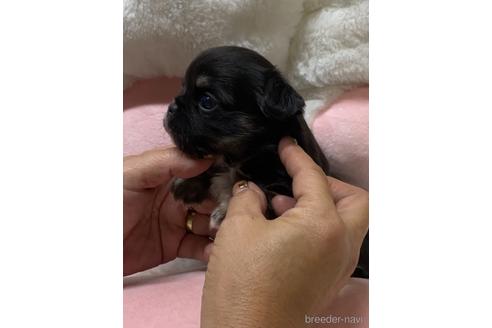 成約済の愛媛県のチワワ(ロングコート)-152057の5枚目