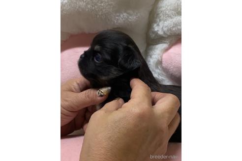 成約済の愛媛県のチワワ(ロングコート)-152057の5枚目