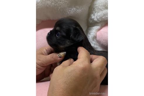 成約済の愛媛県のチワワ(ロングコート)-152057の10枚目