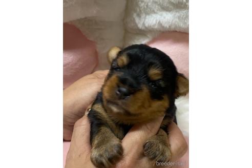 成約済の愛媛県のヨークシャーテリア-153548の17枚目