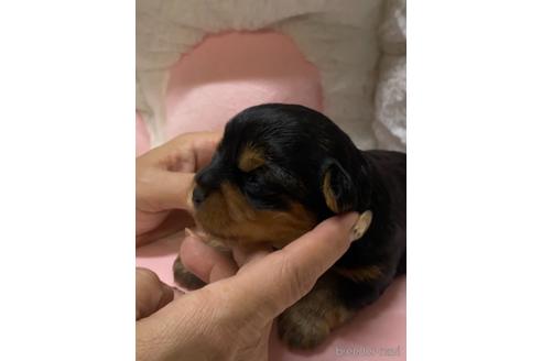 成約済の愛媛県のヨークシャーテリア-153548の15枚目