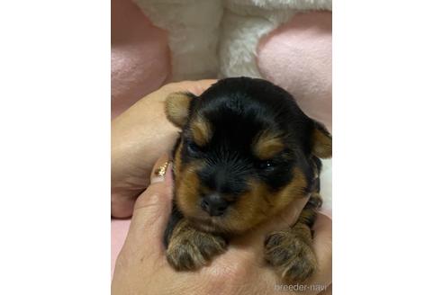 成約済の愛媛県のヨークシャーテリア-153548の14枚目