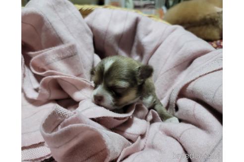 成約済の千葉県のチワワ(ロングコート)-153419の9枚目