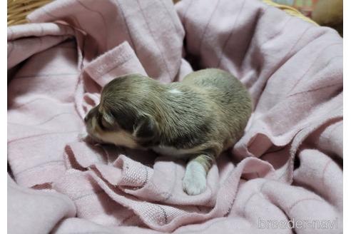 成約済の千葉県のチワワ(ロングコート)-153421の7枚目