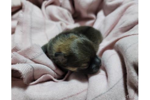 成約済の千葉県のポメラニアン-154509の5枚目