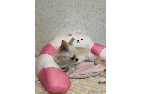 成約済の新潟県のチワワ(ロングコート)-154512の2枚目