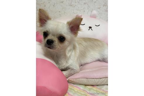 成約済の新潟県のチワワ(ロングコート)-154512の4枚目