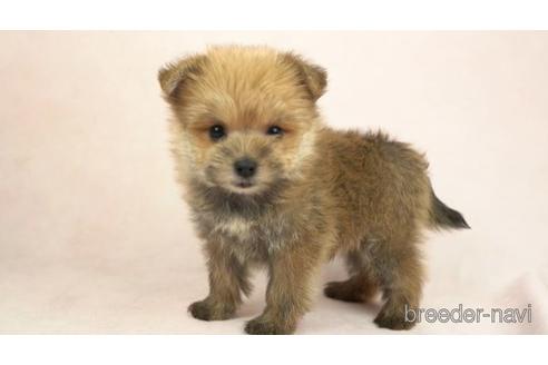 成約済の千葉県のミックス犬-154553の1枚目