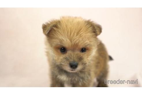 成約済の千葉県のミックス犬-154553の2枚目