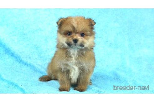 成約済の東京都のミックス犬-154566