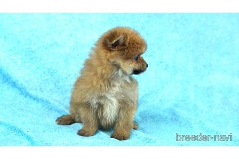 成約済の東京都のミックス犬-154566の2枚目