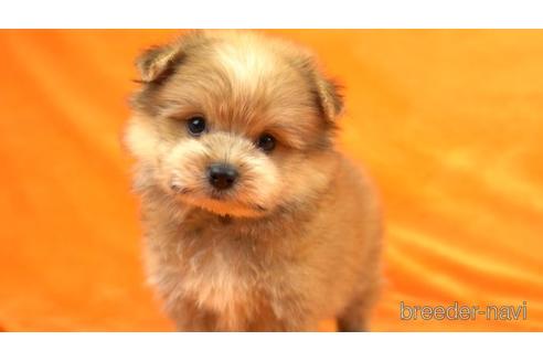 成約済の東京都のミックス犬-154569