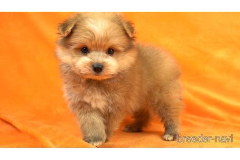 成約済の東京都のミックス犬-154569の2枚目