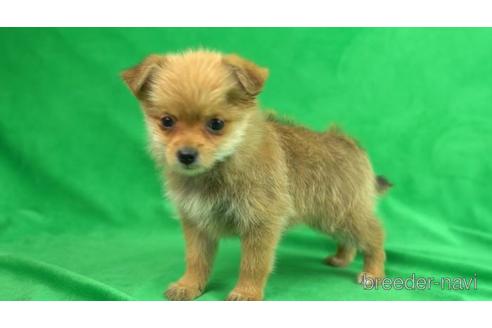 成約済の東京都のミックス犬-154571