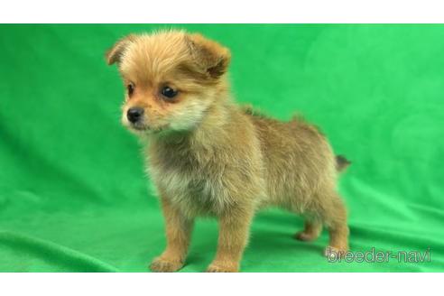 成約済の東京都のミックス犬-154571の2枚目