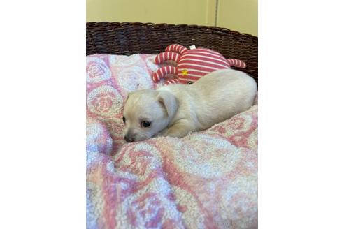 成約済の愛知県のチワックス:チワワ×ミニチュアダックスフンド-154575の7枚目