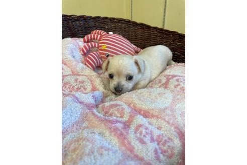 成約済の愛知県のチワックス:チワワ×ミニチュアダックスフンド-154575の6枚目