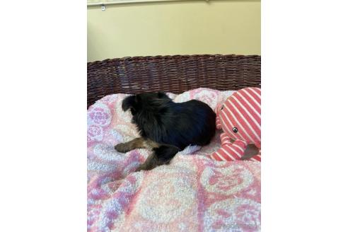 成約済の愛知県のヨークシャーテリア-154581の6枚目