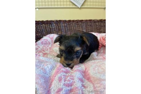 成約済の愛知県のヨークシャーテリア-154581の7枚目
