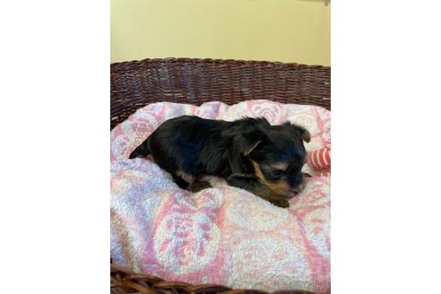 成約済の愛知県のヨークシャーテリア-154581の4枚目