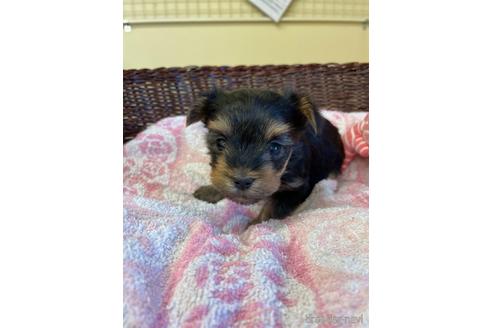 成約済の愛知県のヨークシャーテリア-154581の5枚目