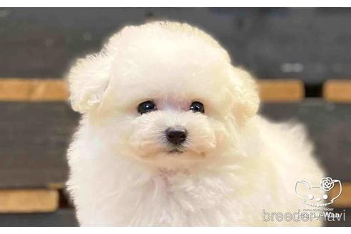 成約済の愛知県のタイニープードル-154584の1枚目