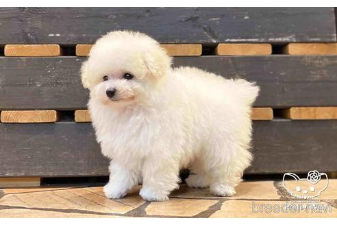 成約済の愛知県のタイニープードル-154584の2枚目