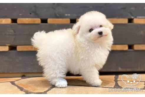 成約済の愛知県のタイニープードル-154584の3枚目