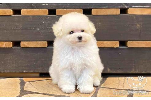 成約済の愛知県のタイニープードル-154584の5枚目