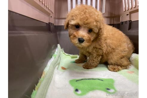 成約済の愛媛県のタイニープードル-154591の1枚目