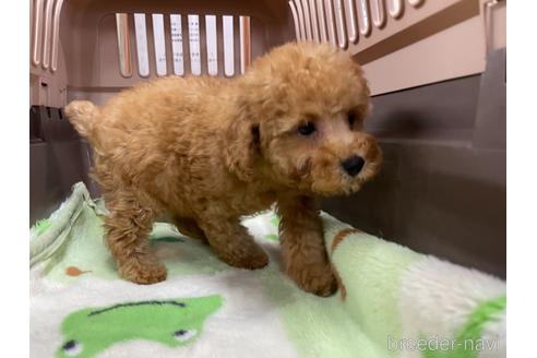 成約済の愛媛県のタイニープードル-154591の2枚目