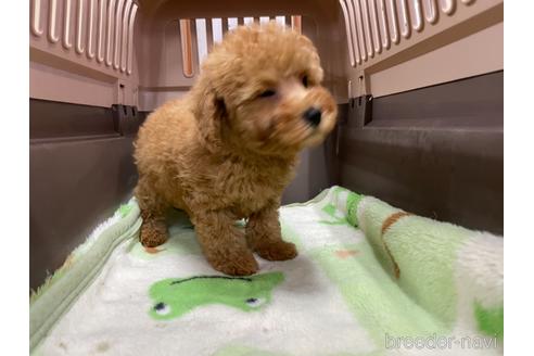 成約済の愛媛県のタイニープードル-154591の3枚目