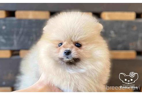 成約済の愛知県のポメラニアン-148263の3枚目