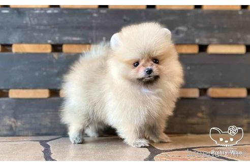 成約済の愛知県のポメラニアン-148263の6枚目