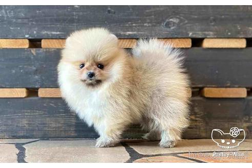 成約済の愛知県のポメラニアン-148263の7枚目