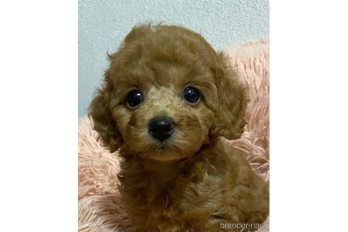 成約済の岡山県のタイニープードル-152671の2枚目