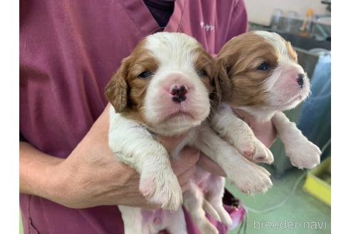 成約済の滋賀県のキャバリアキングチャールズスパニエル-154628