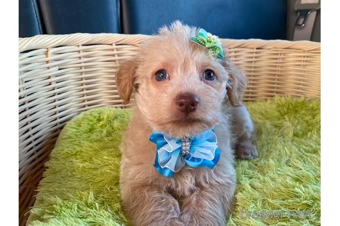 成約済の秋田県のミックス犬-154633の1枚目