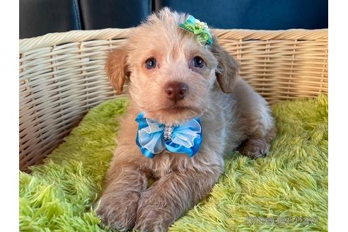 成約済の秋田県のミックス犬-154633の5枚目
