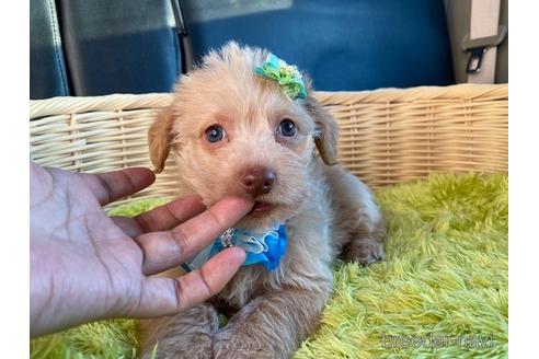 成約済の秋田県のミックス犬-154633の4枚目