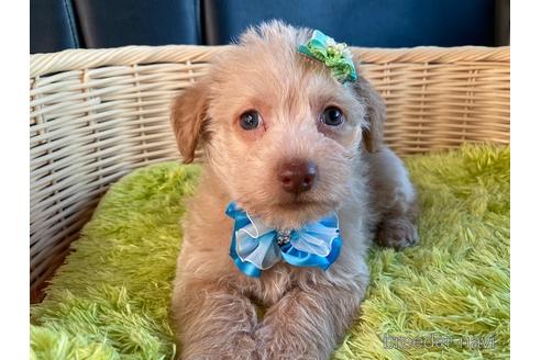 成約済の秋田県のミックス犬-154633の3枚目
